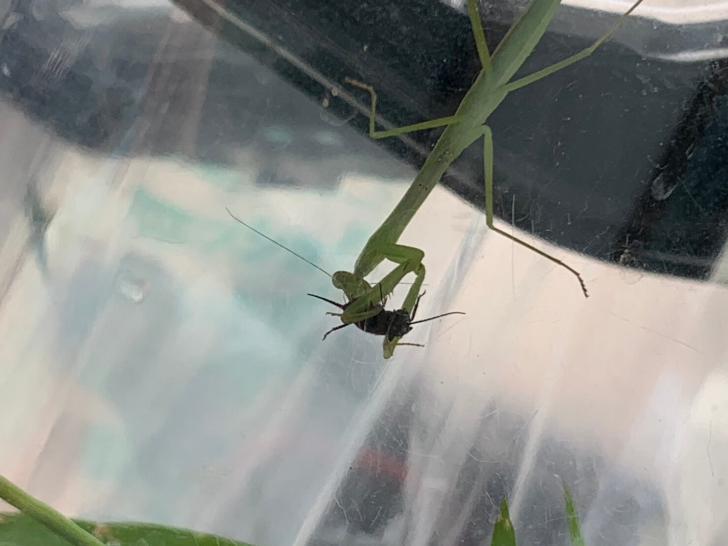 カマキリ日記 放課後等デイサービス 辻義塾 滋賀県草津市の放デイ カマキリ日記 放課後等デイサービス 辻義塾 滋賀県草津市の放デイ