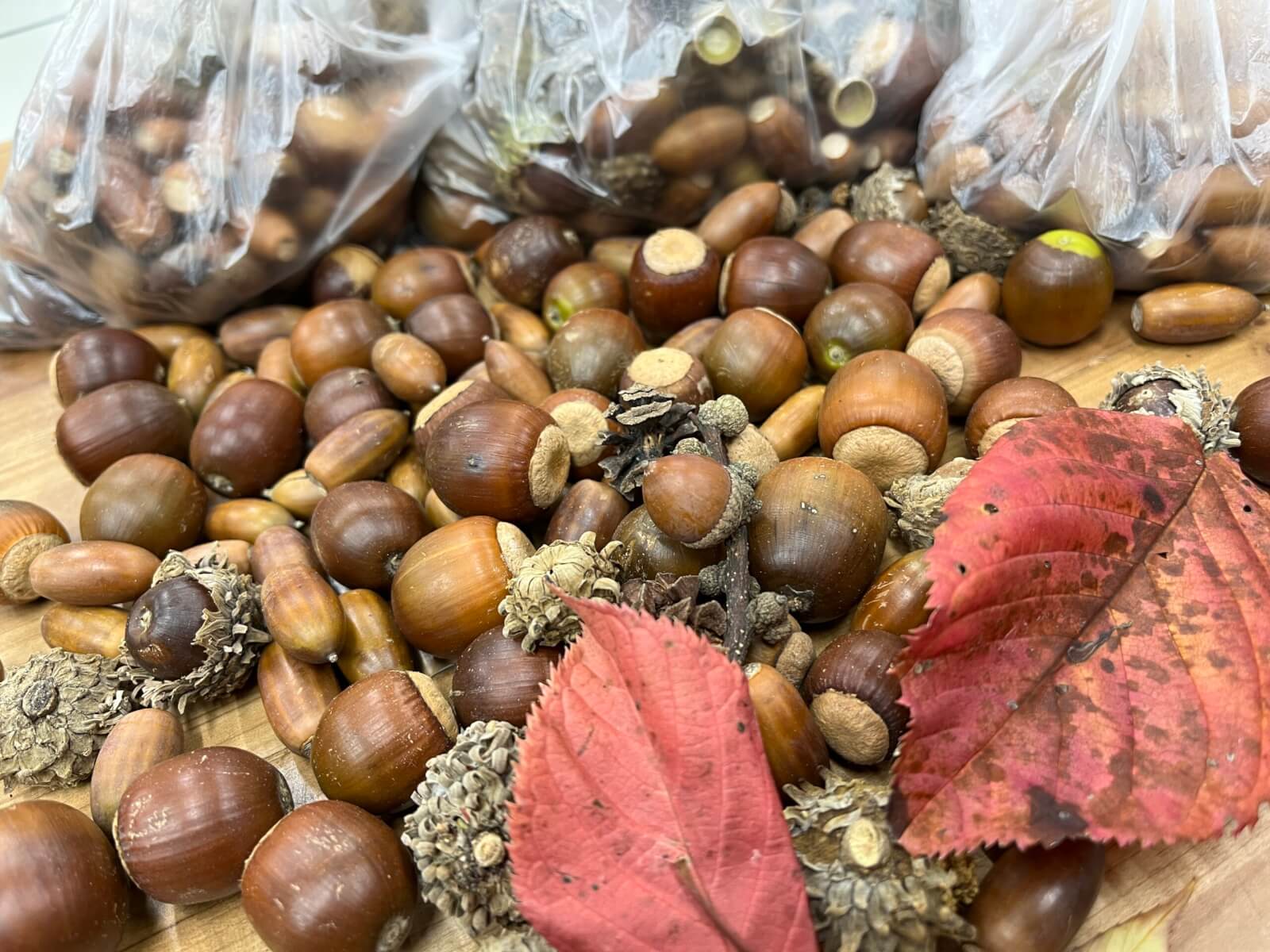 どんぐり 帰帆島でのどんぐり拾い｜療育・放課後等デイサービス【辻義塾】｜滋賀